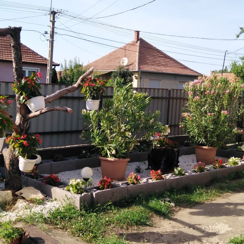 Géczi Bernadett kertje 03